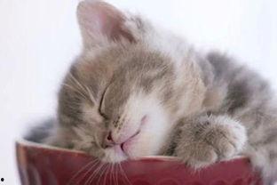 懒猫吃瓜酱小视频,揭秘短视频背后的趣味生活