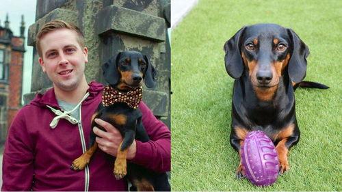 狗吃瓜群众视频,趣味横生的短视频解析