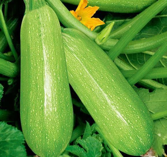 吃白瓜会得癌症吗视频讲解,权威解读视频解析