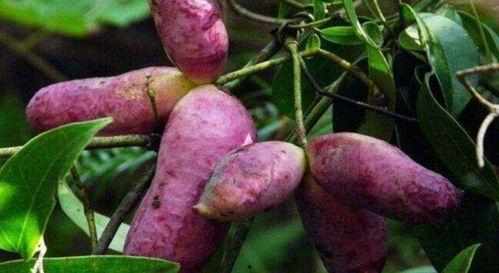 小鸟吃八月瓜完整视频,跟随小鸟探索自然美味