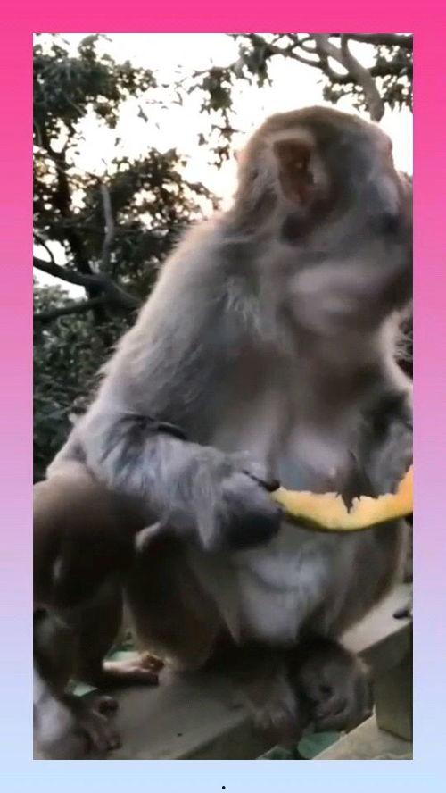 猴子玩吃瓜的视频,趣味横生的自然喜剧