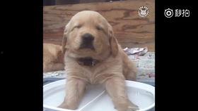 菜狗吃佛手瓜视频在线观看,一场趣味横生的美食探险