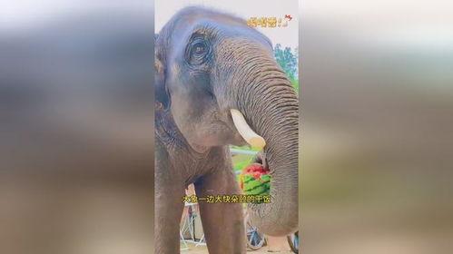 大象吃瓜现场视频在线观看,萌态百出，趣味横生