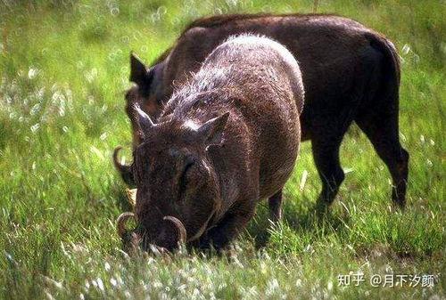 野猪吃白瓜的危害视频讲解,野猪破坏白瓜田的危害与防治措施揭秘