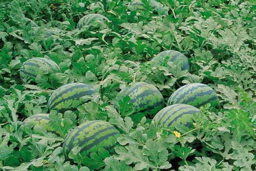 红衣哥吃苕瓜视频大全,趣味视频大盘点